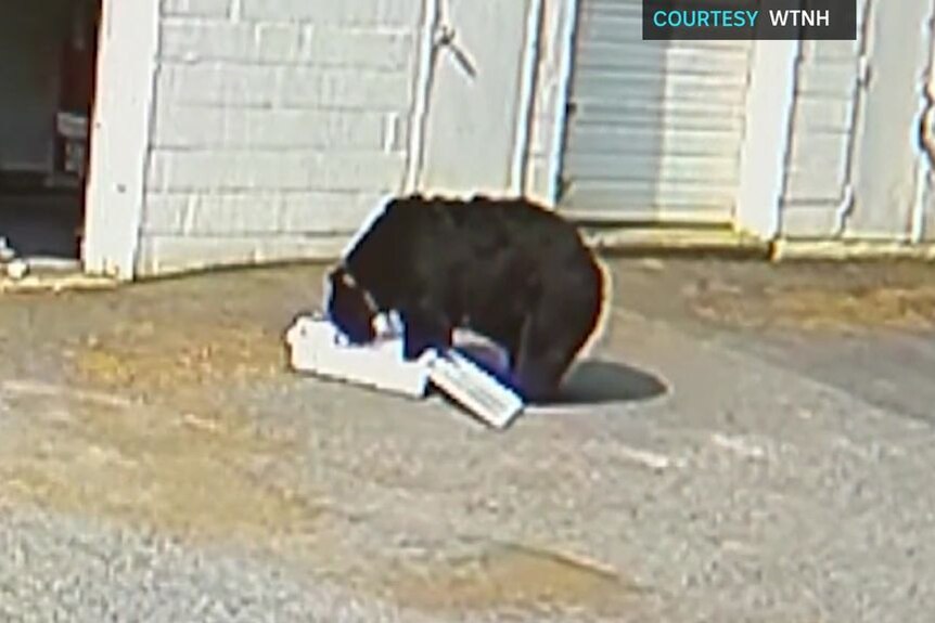 Bear helps itself to 60 cupcakes in Connecticut