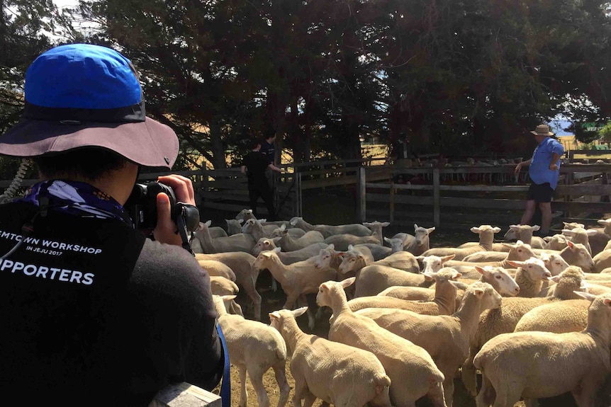 Korean crew film Tasmanian sheep