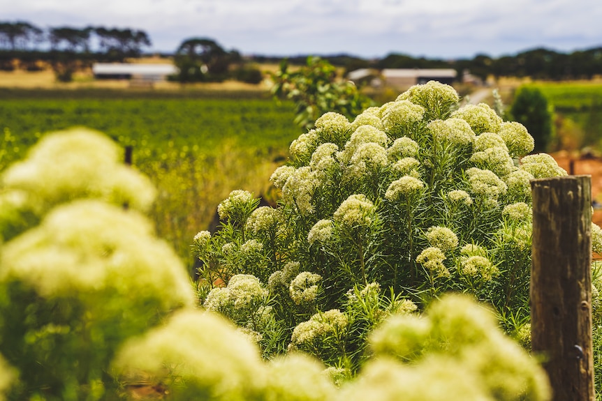 A close-up shot of shrubs with white flowers, against a backdrop of crops.