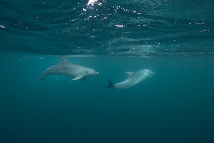 Whale swimming