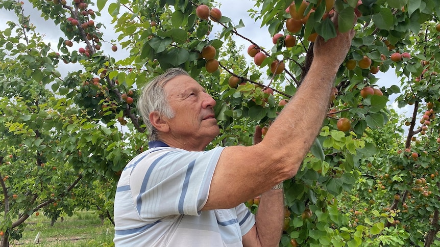 A man picking some apricots from a tree.