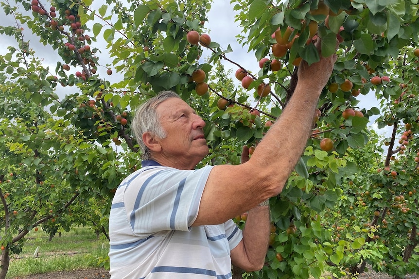 A man picking some apricots from a tree.