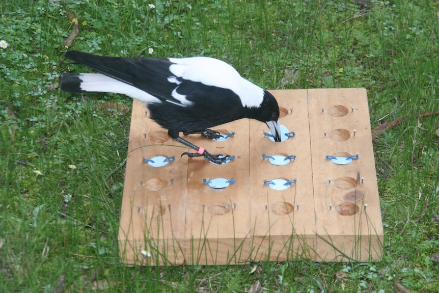 Magpie doing cognitive task