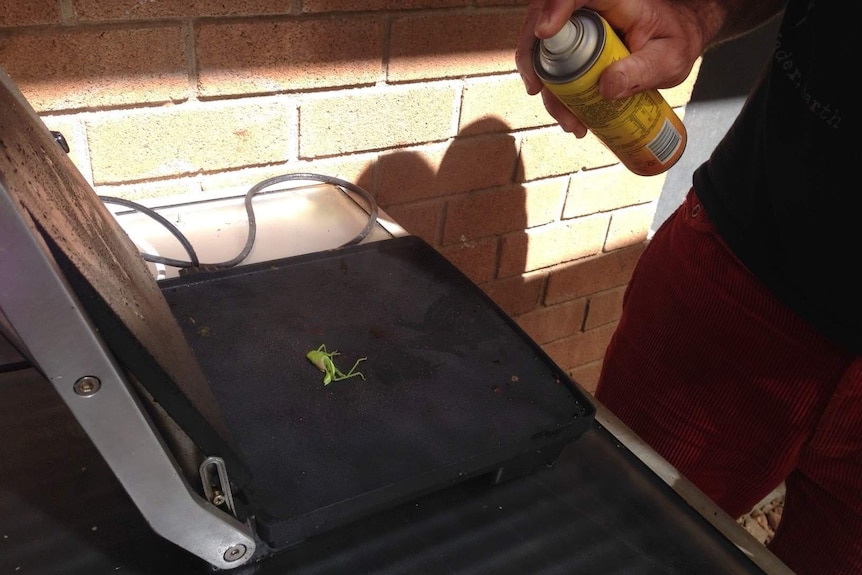 Amiuus Lennie prepares grasshoppers