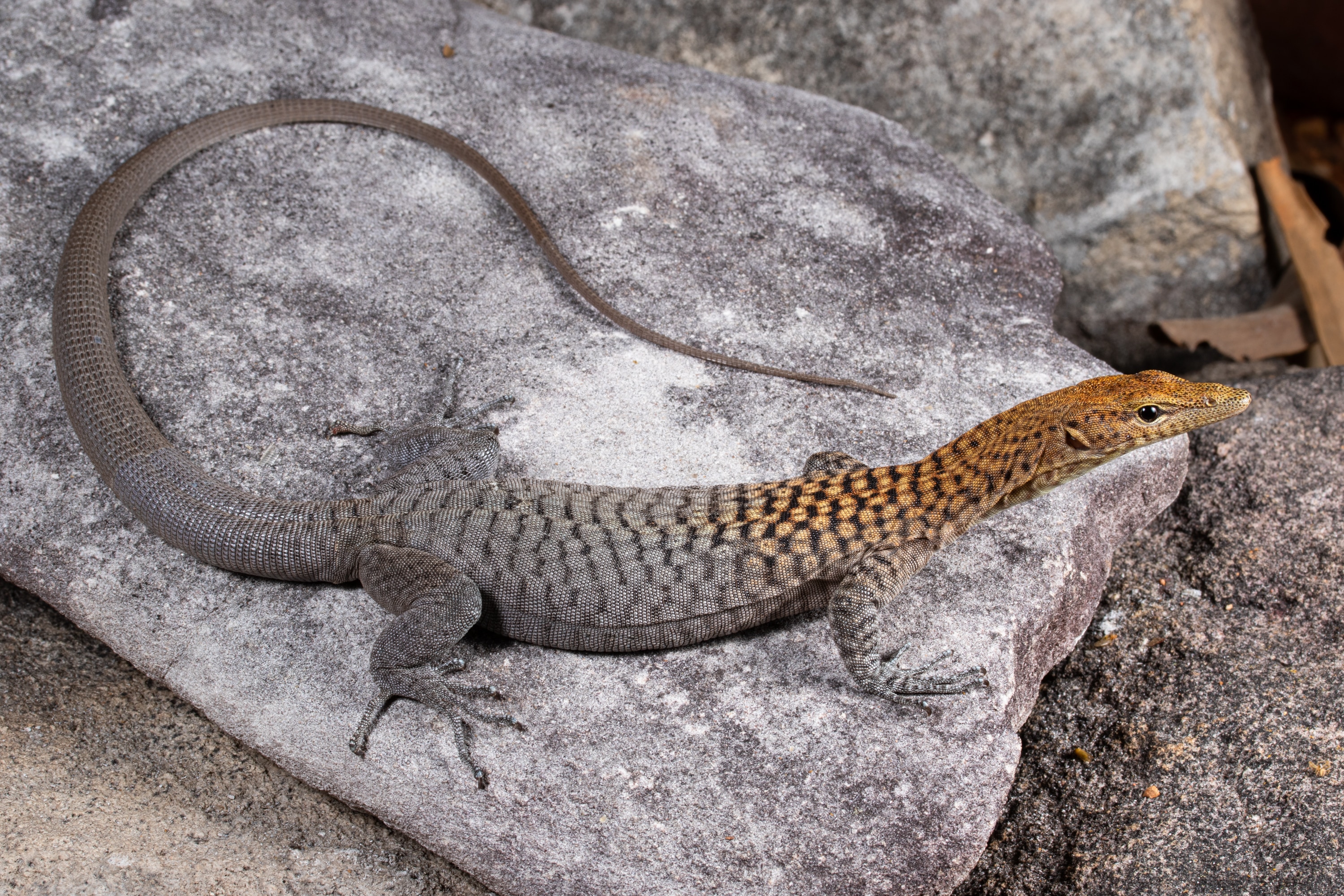 New rock monitor lizard species reveal remarkable evolutionary story