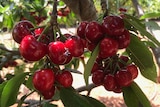Bright red cherries growing on a tree with green leaves in  sunshine. 