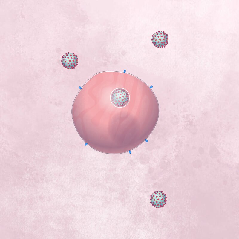 A healthy cell, with a coronavirus enclosed in a bubble, and more coronavirus particles around the cell.