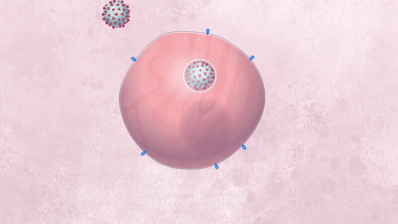 A healthy cell, with a coronavirus enclosed in a bubble, and more coronavirus particles around the cell.