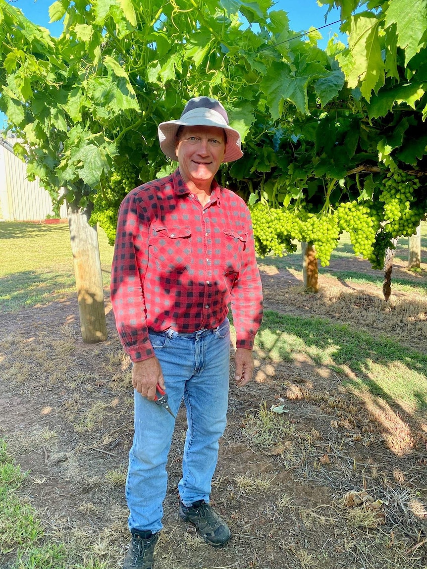 A man stands near a grape vine with clippers in his hand