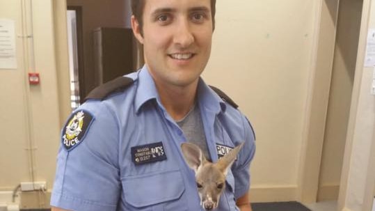 Orphaned joey in Cue police station