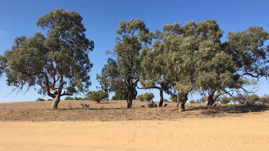 Dry paddock with trees in far west NSW.