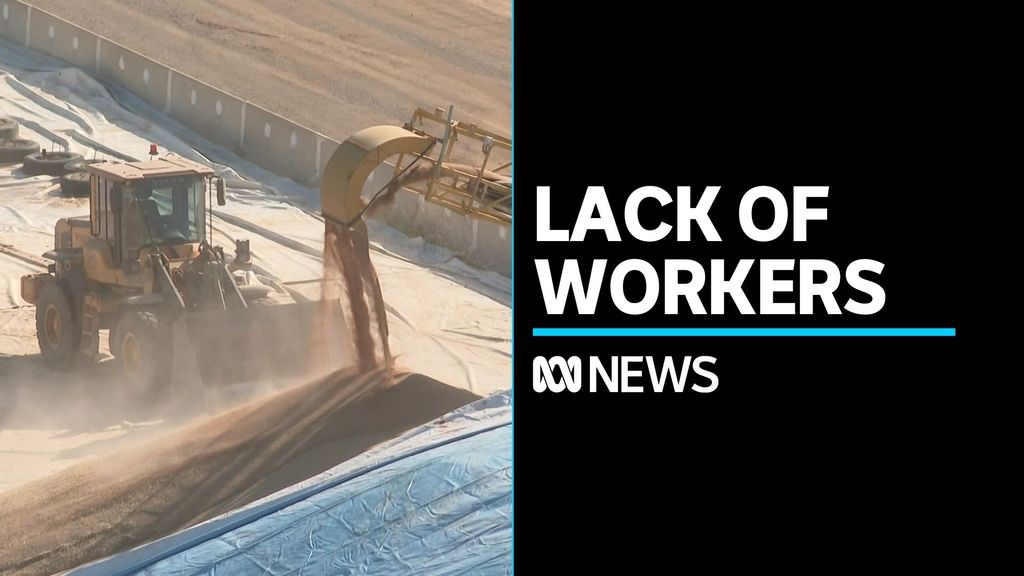 Bumper crops predicted but no workers to harvest for farmers - ABC News