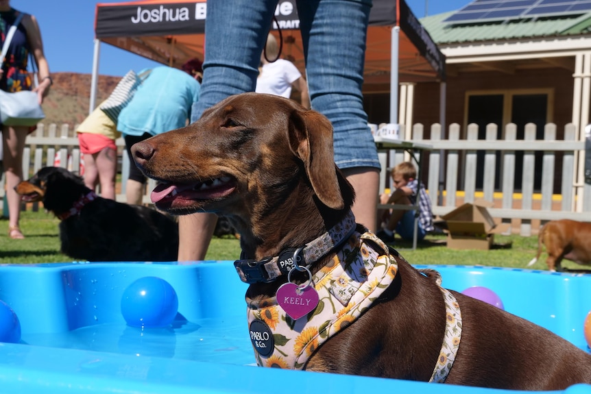 A brown dachshund sits in a shell pool full of water, wearing a floral harness and panting a little.