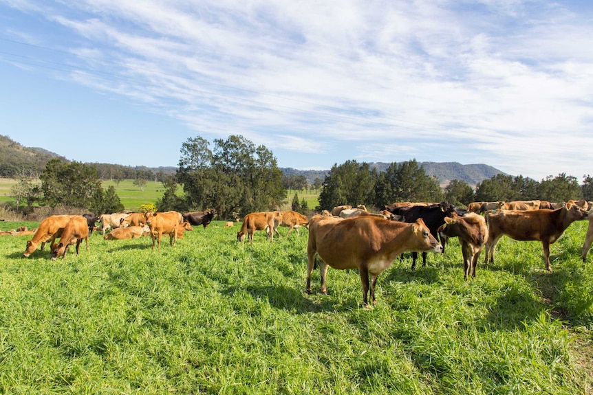 A paddock of jersey cows.