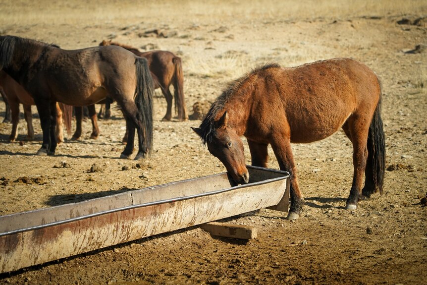 A close up of a horse eating from a trough while surrounded by other horses.