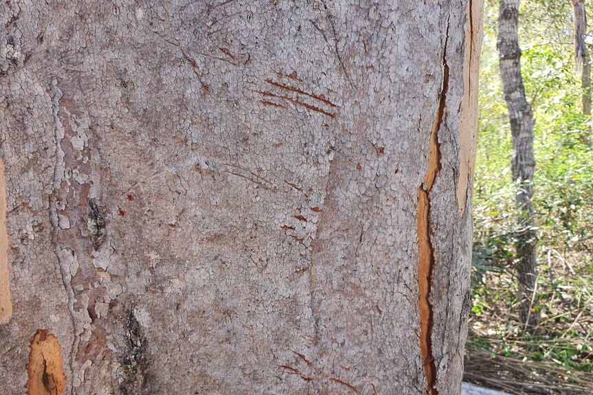Koala scratch marks on a tree 