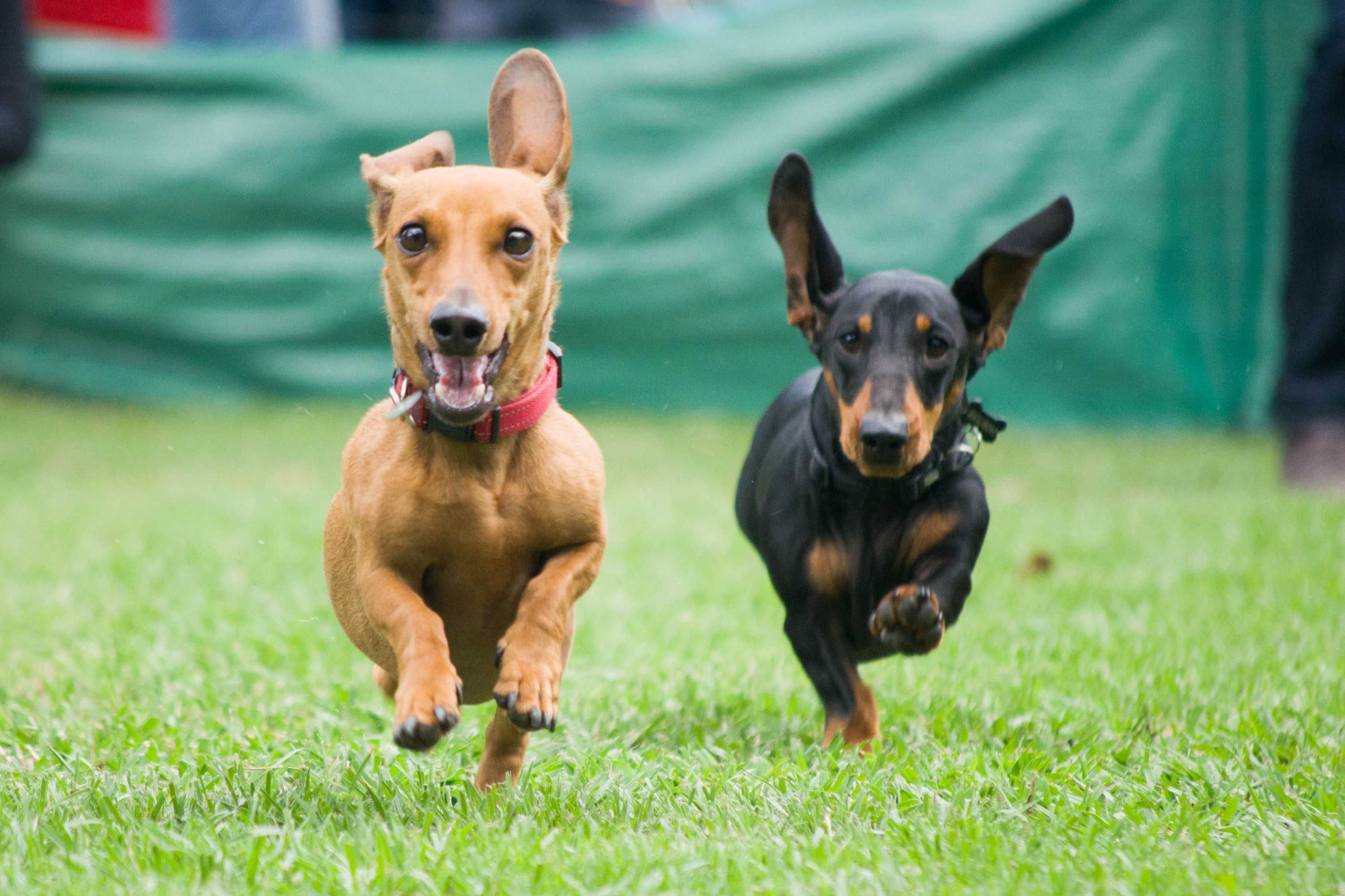 Sausage dog races take centre stage at Bungendore Show ABC News