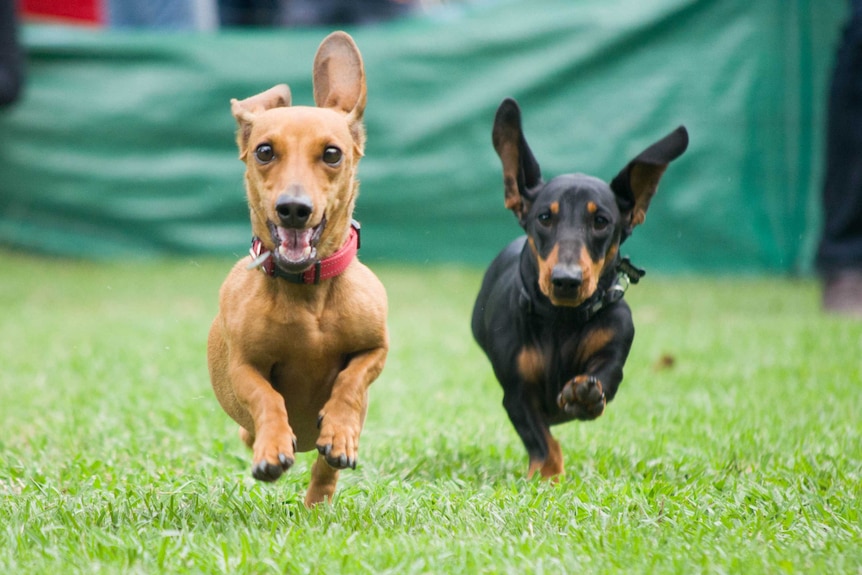 Sausage dogs racing at Bungendore Show.