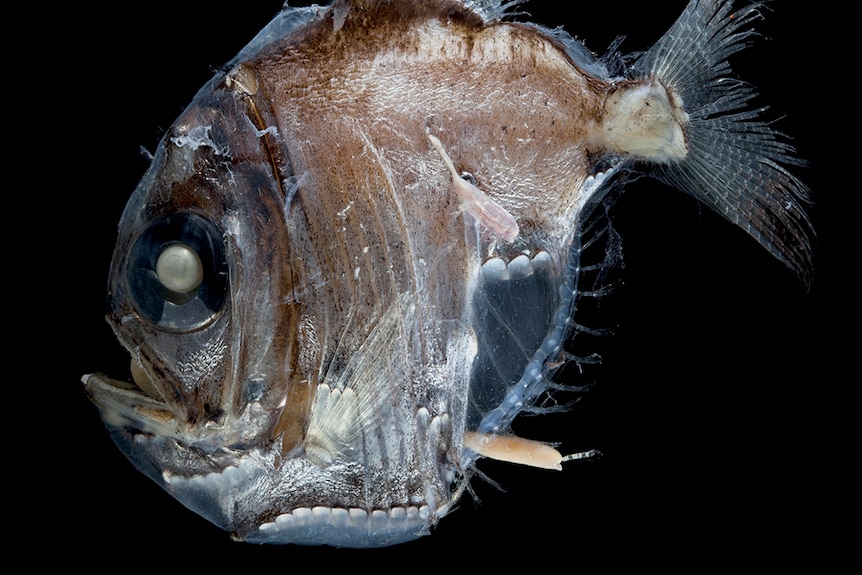 Hatchetfish (Sternoptyx) photo by David Paul.