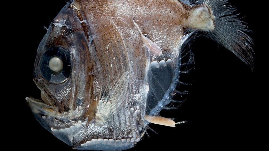 Hatchetfish (Sternoptyx) photo by David Paul.