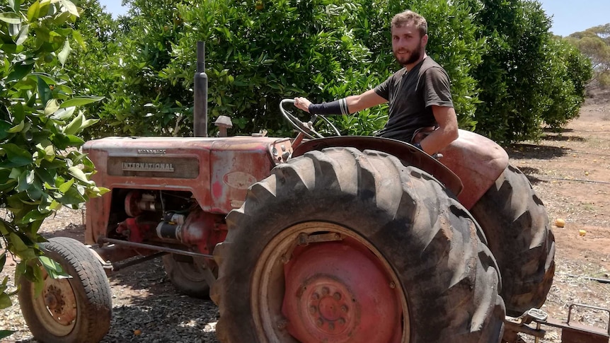 Man driving an old open top tractor into a grove of oranges