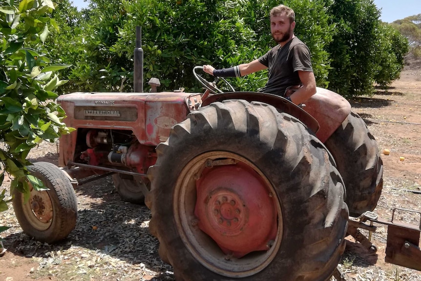 Man driving an old open top tractor into a grove of oranges