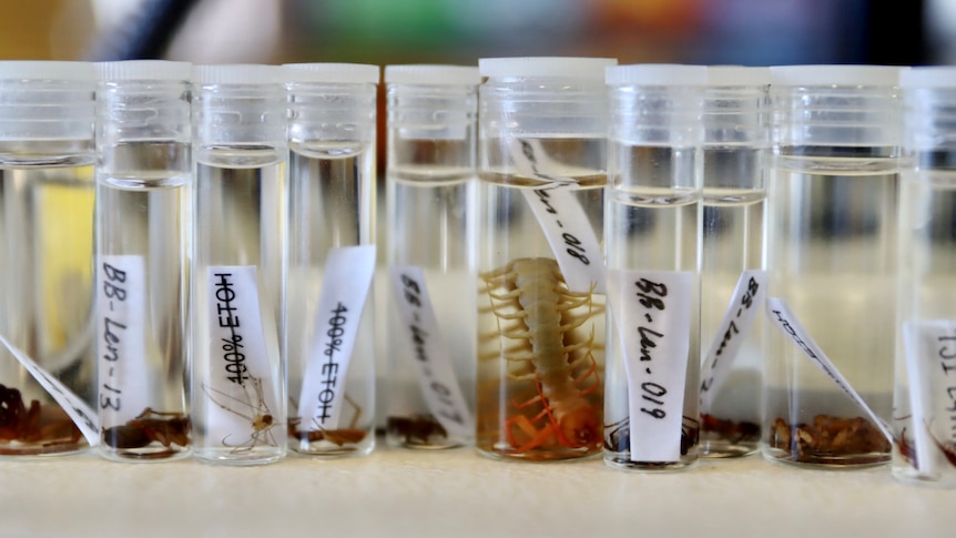 line of vials containing small insects.