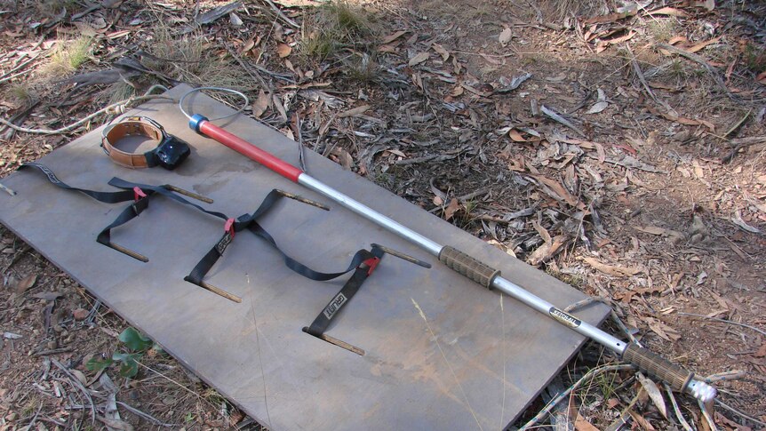 A leather dog collar, a pole and a board used as tracking equipment for wild dogs