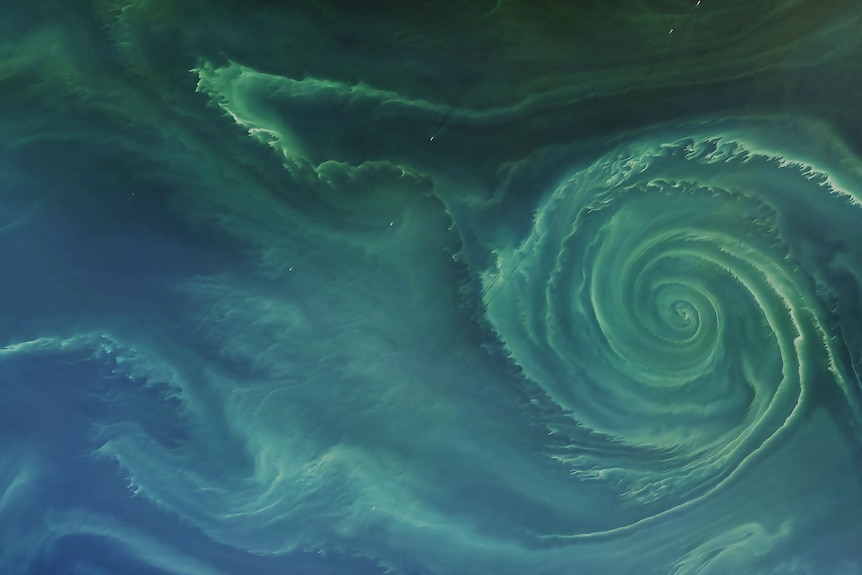 Un'immagine satellitare di un vortice oceanico