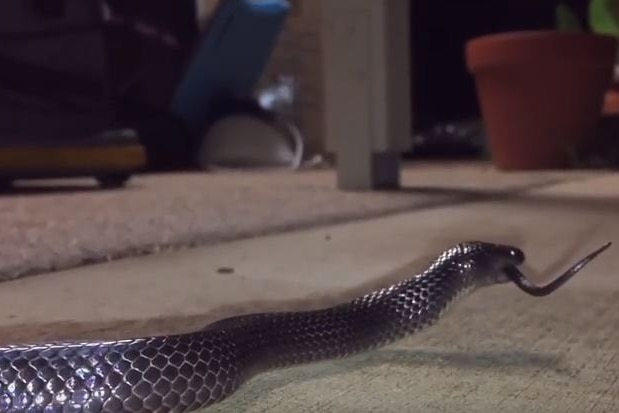 Snake eats the tail of another snake on the floor
