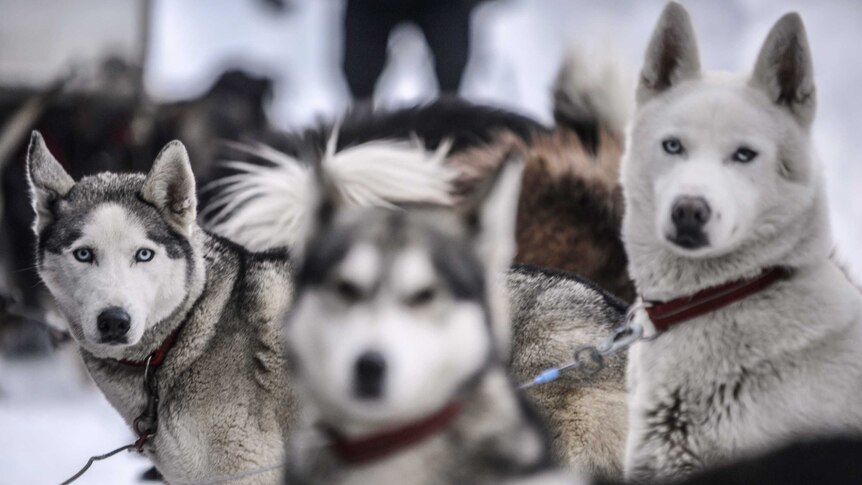 Dogs wait before a stage of the Grande Odyssee sledding race.