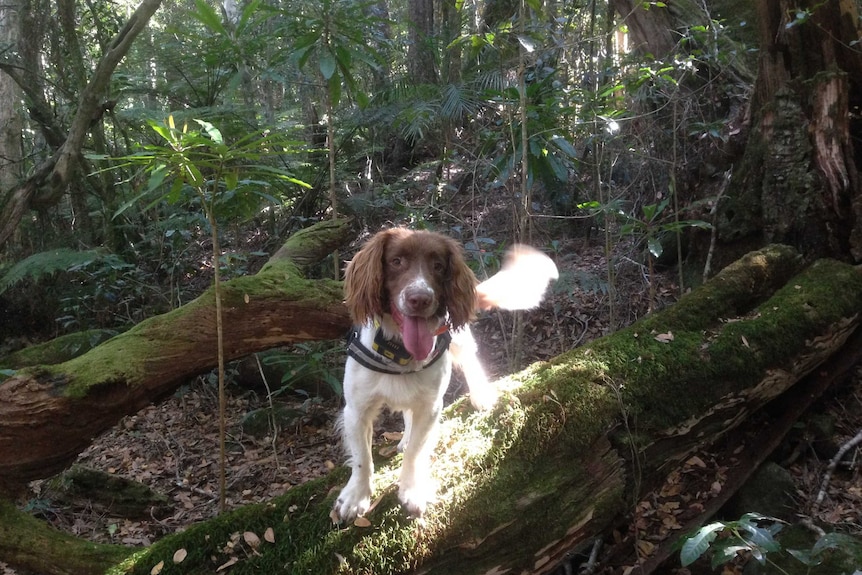A brown and white springer spaniel dog standing on a moss covered fallen log in the rainforest