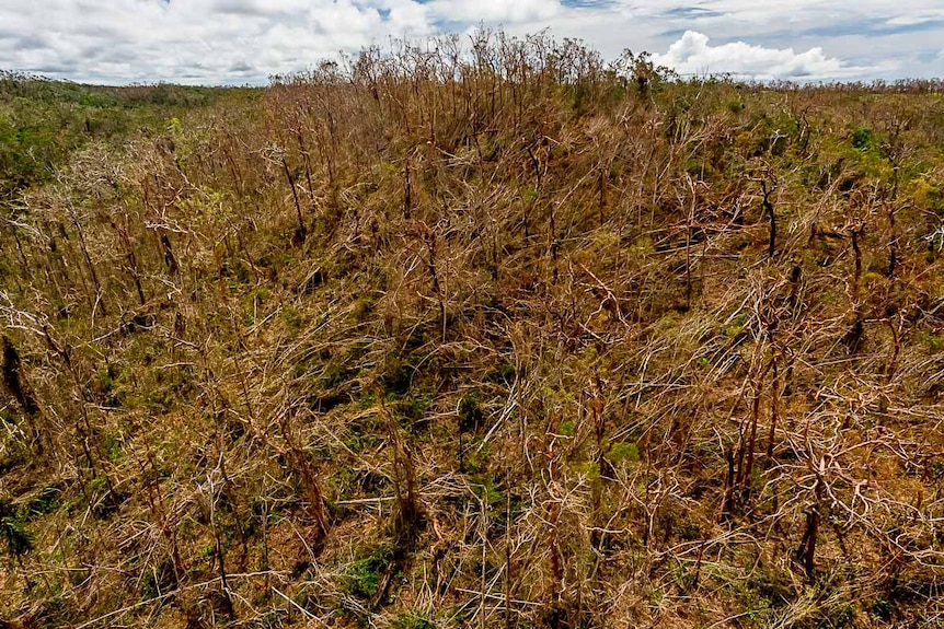 Aerial view of fallen trees throughout Iron Range National Park.