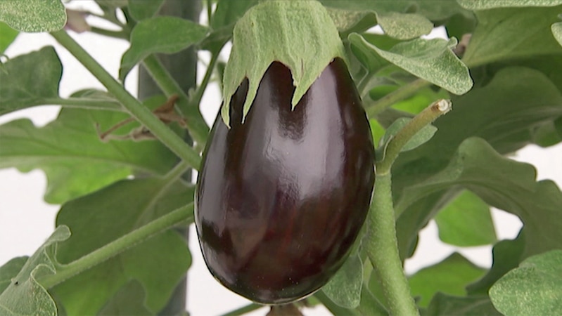 Eggplant growing on plant