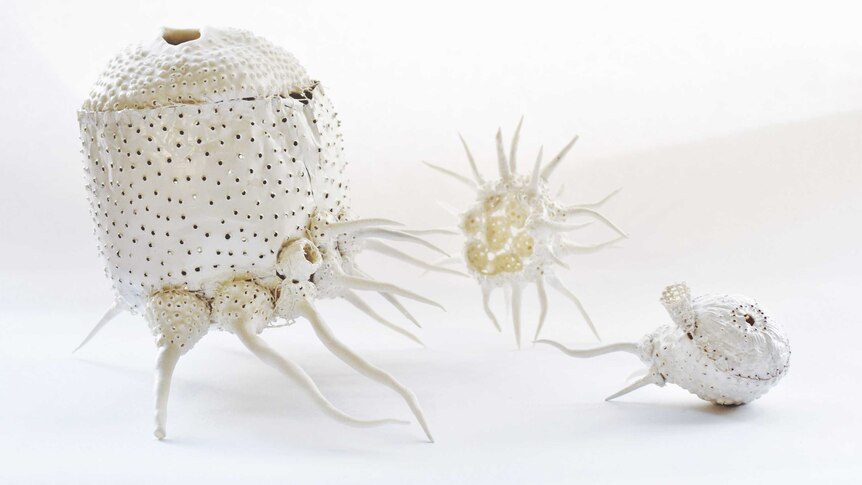 Atypical echinoderm study by Katherine Wheeler. Silver, porcelain, thread.
