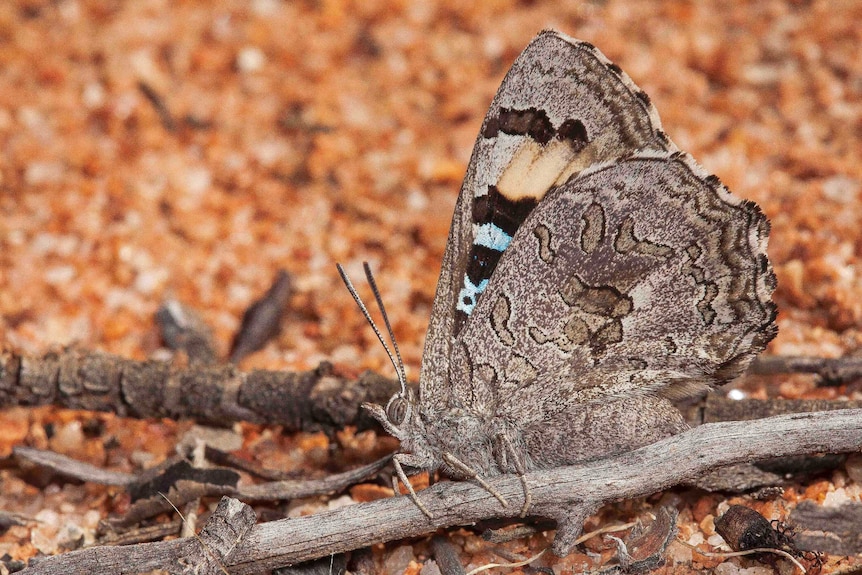 Rare arid bronze azure butterfly