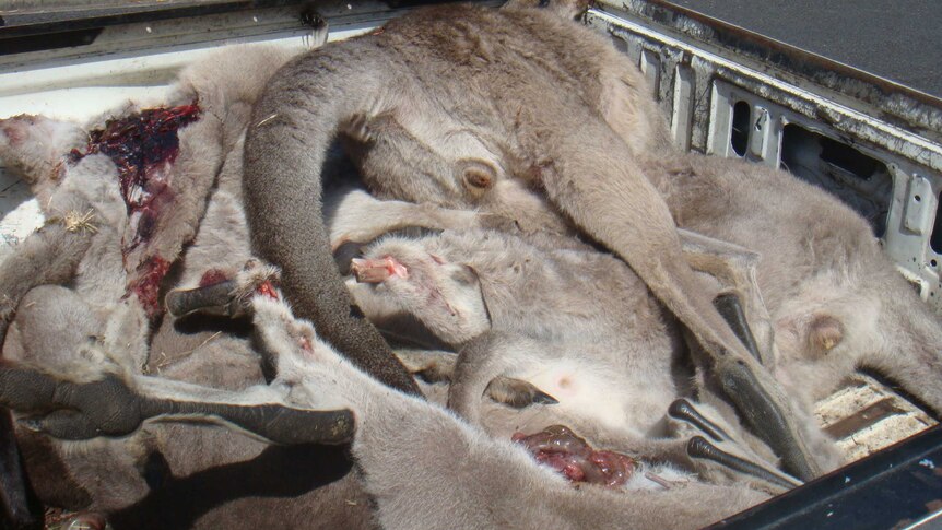 A pile of dead kangaroos lie in the tray of a vehicle.
