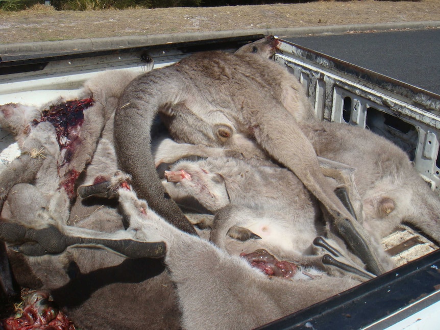 A pile of dead kangaroos lie in the tray of a vehicle.