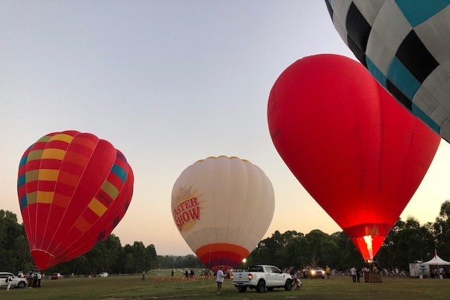 Four large hot air balloons being inflated in the early morning at an open park.