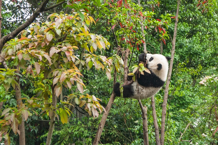 今天，熊猫只局限在中国西南部的少数山区里。