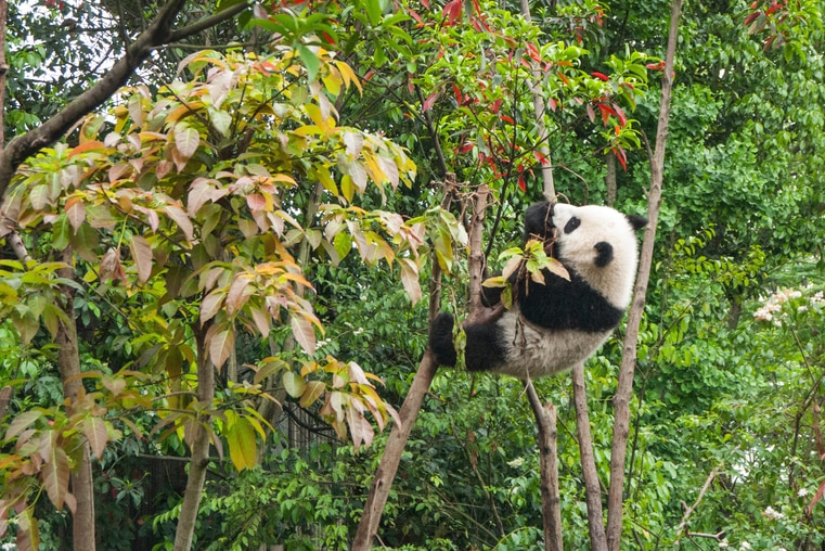 Panda sitting in a tree in China