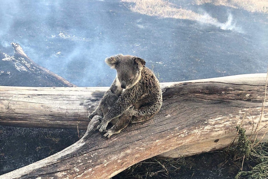 Koala cuddles joey on a burnt log surrounded by smoke