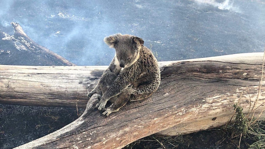 Koala cuddles joey on a burnt log surrounded by smoke