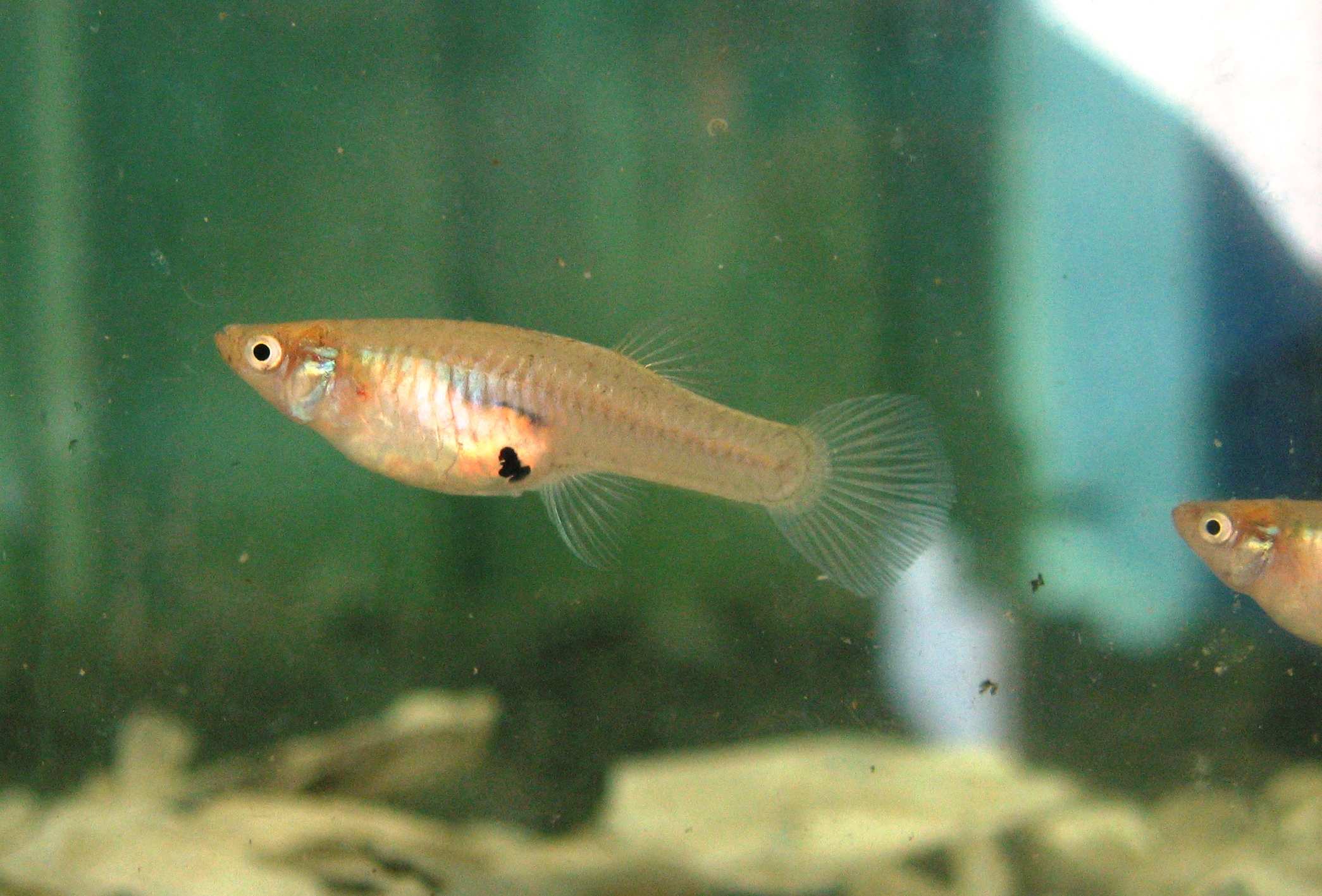 Aboriginal land management tackles pest Gambusia fish in northern New ...