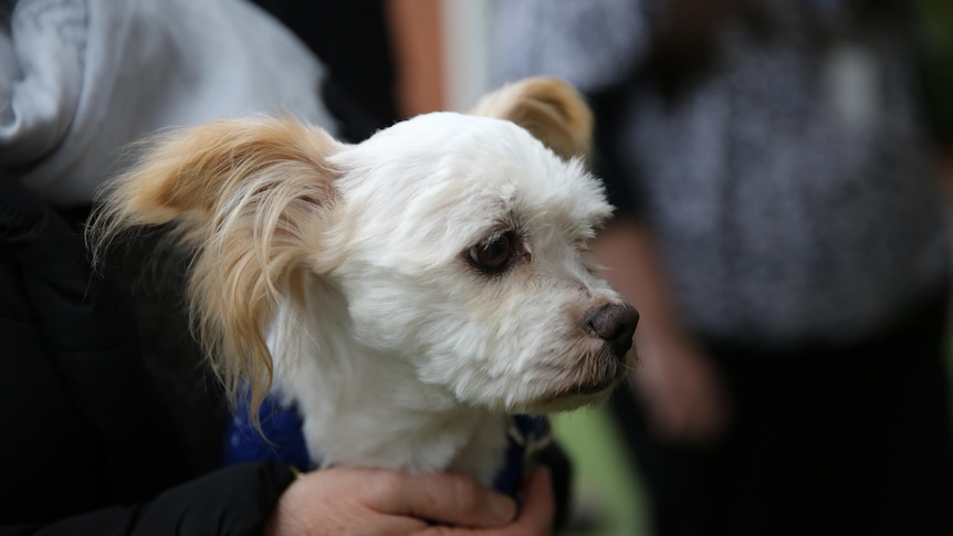 A small white dog looks to the side and has its ears blown back by the wind.