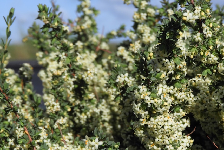 A shrub with a white and yellow flower