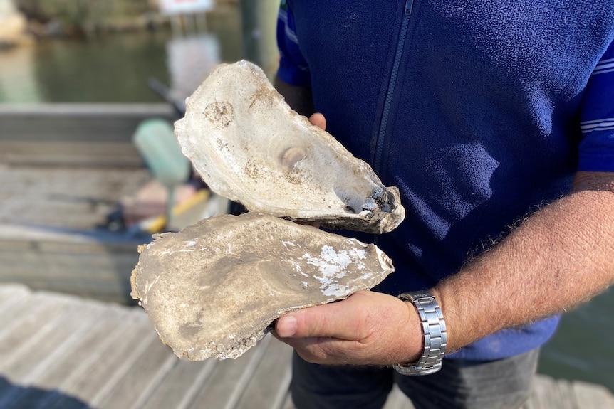 A man holds the shell of a giant Pacific oyster.