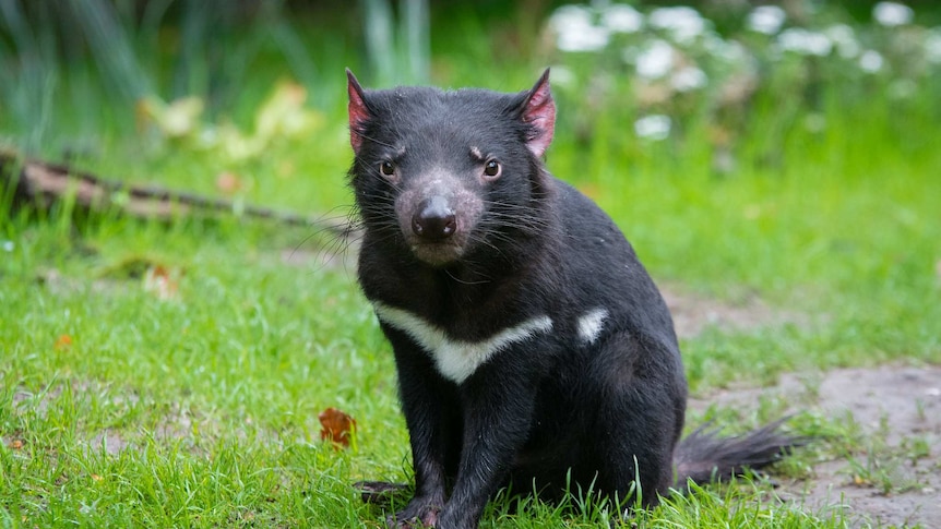 A Tasmanian devil sits on the grass looking at the camera
