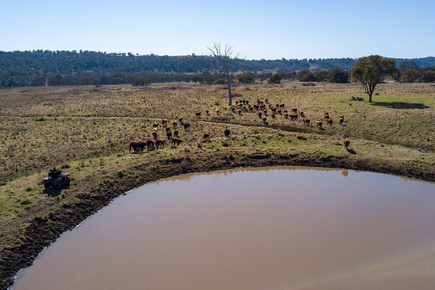 cattle near a farm dam