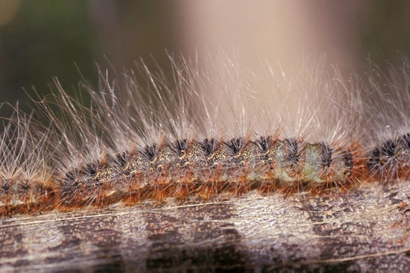 Close up of caterpillar showing fine hairs